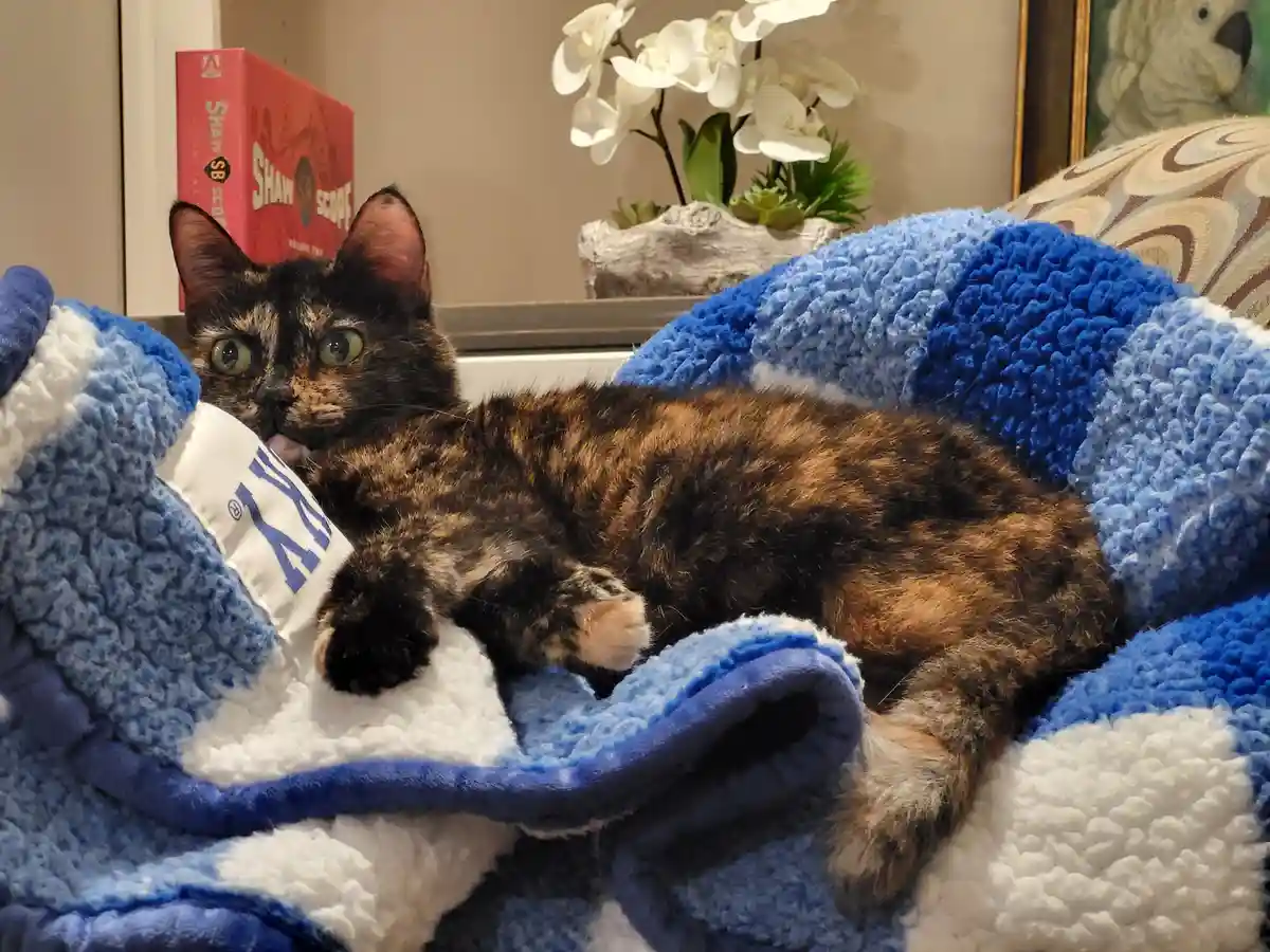 A tortoiseshell cat with wide, startled eyes lies sprawled on a blue and white fluffy blanket, partially covering its face…