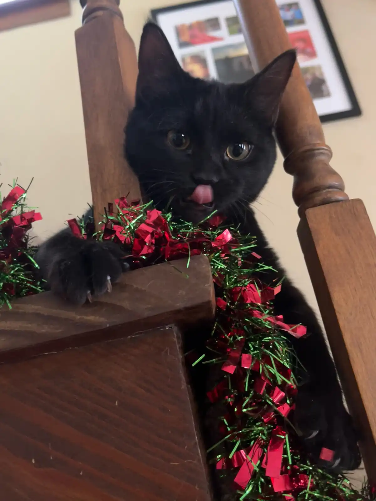 A black cat sits on a wooden staircase, surrounded by red and green tinsel, with its tongue sticking out as if licking the…