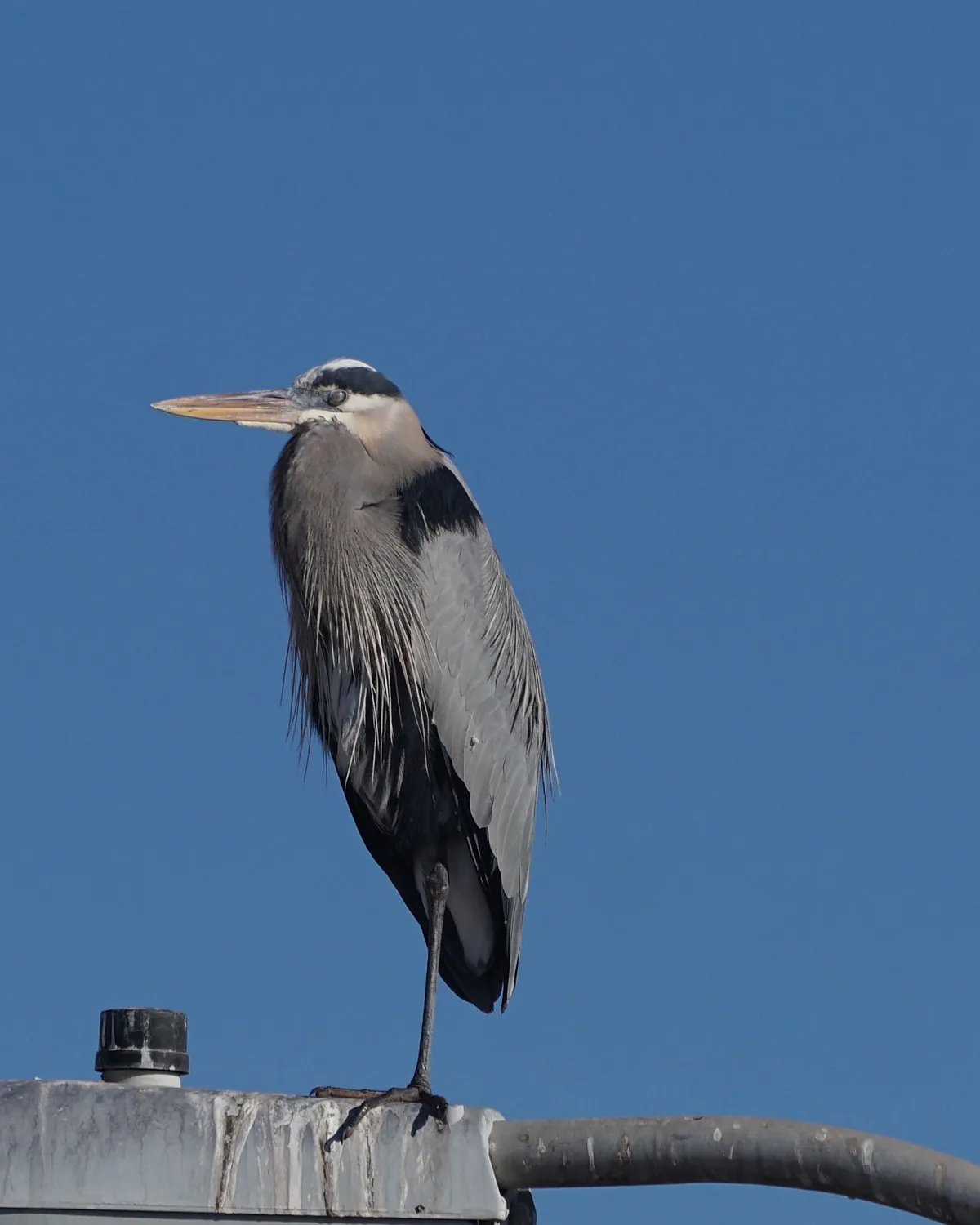 A great blue heron stands tall on a metal pole against a clear blue sky, looking off to the side with a calm, contemplative…