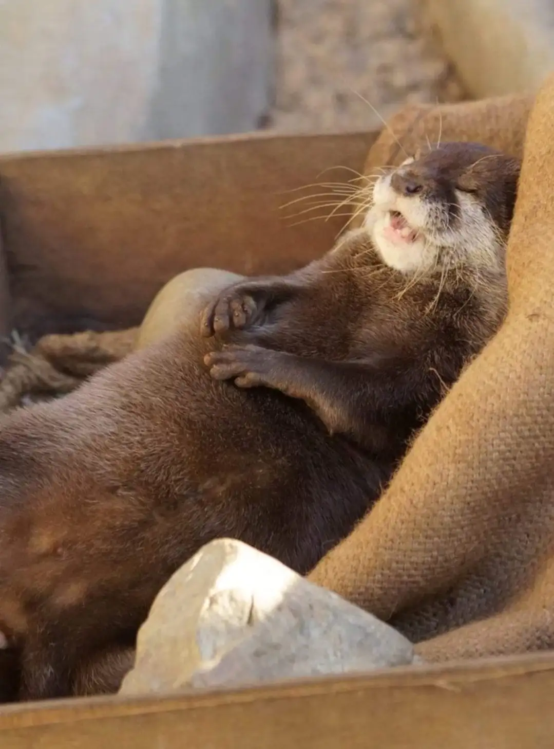 A brown otter is lying on its back in a wooden enclosure, appearing to be sleeping or relaxing with its eyes closed and…