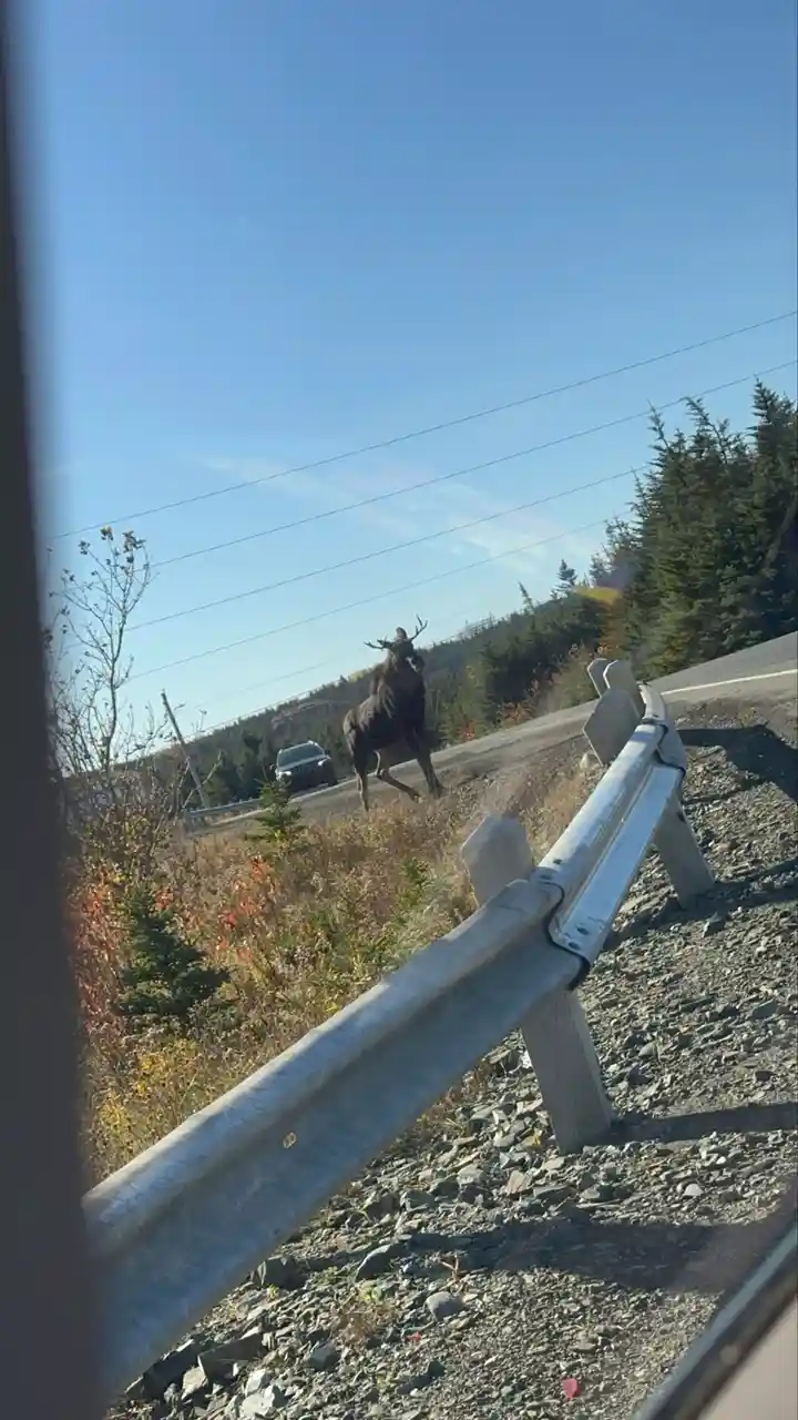 A large moose stands on a highway shoulder next to a guardrail, with a car visible behind it and trees in the background…
