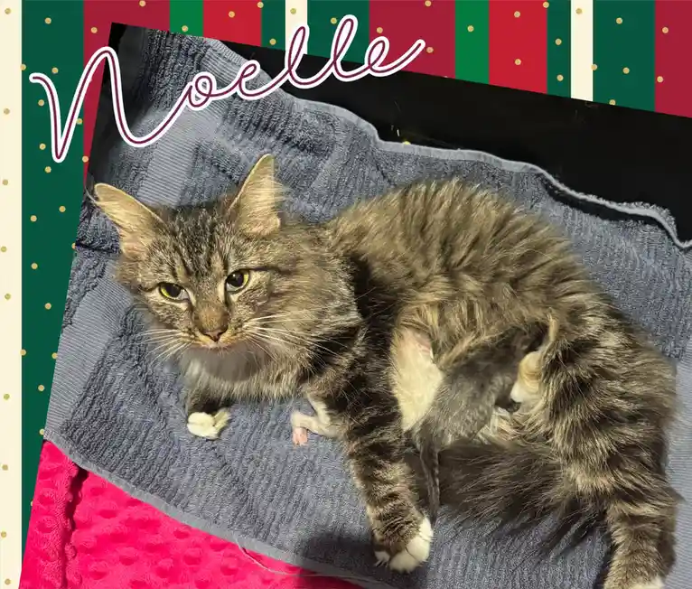 A long-haired tabby cat with white paws is lying on a gray towel, looking directly at the camera with a slightly annoyed…