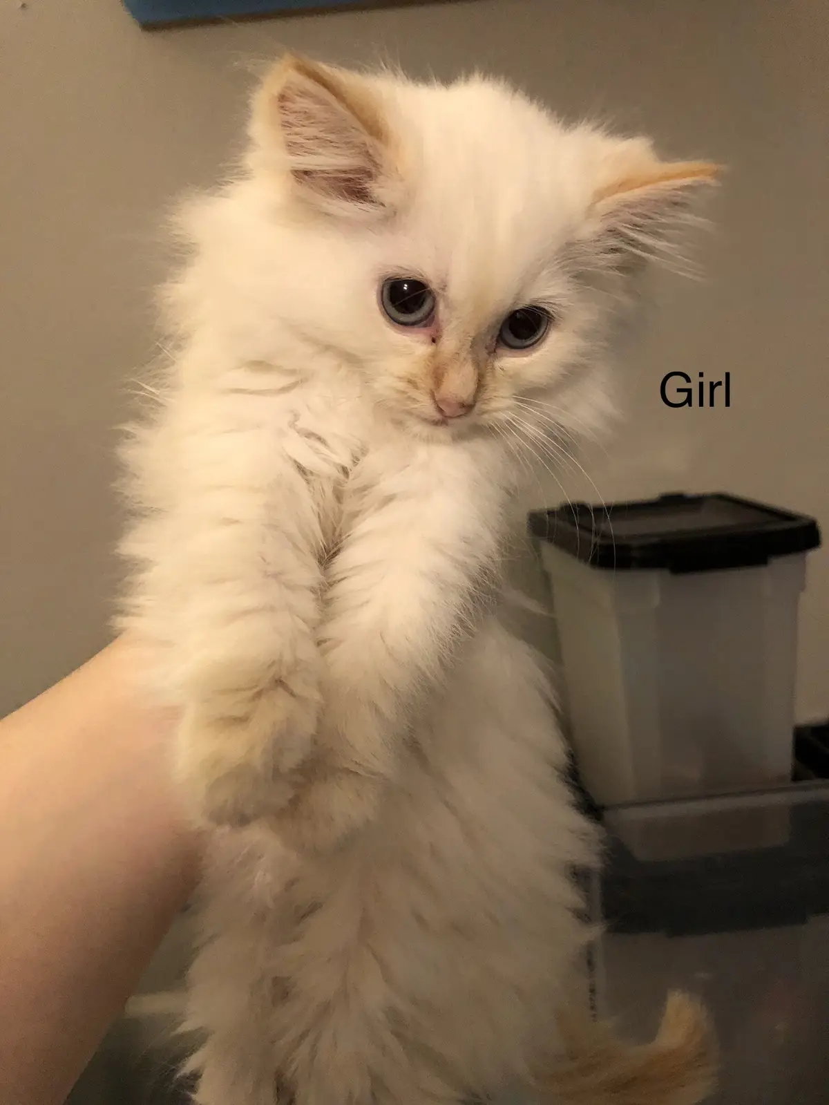 A fluffy white kitten with large blue eyes is being held upright by a person's hand, looking directly at the camera with a…