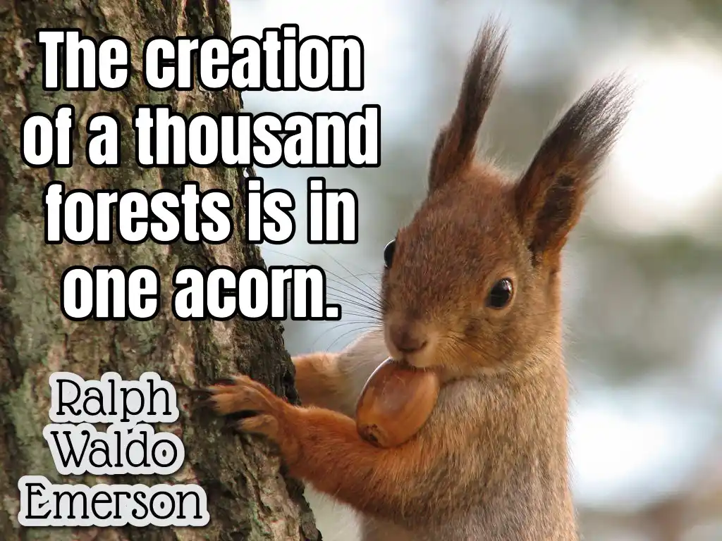 A close-up photo of a red squirrel clinging to a tree trunk while holding an acorn in its mouth. Large white text overlaid…