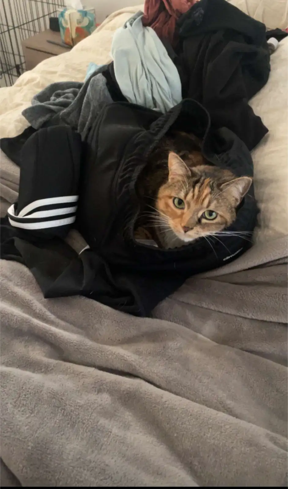 A tabby cat with green eyes peeks out from inside a black hoodie lying on a bed covered with a gray blanket and other…