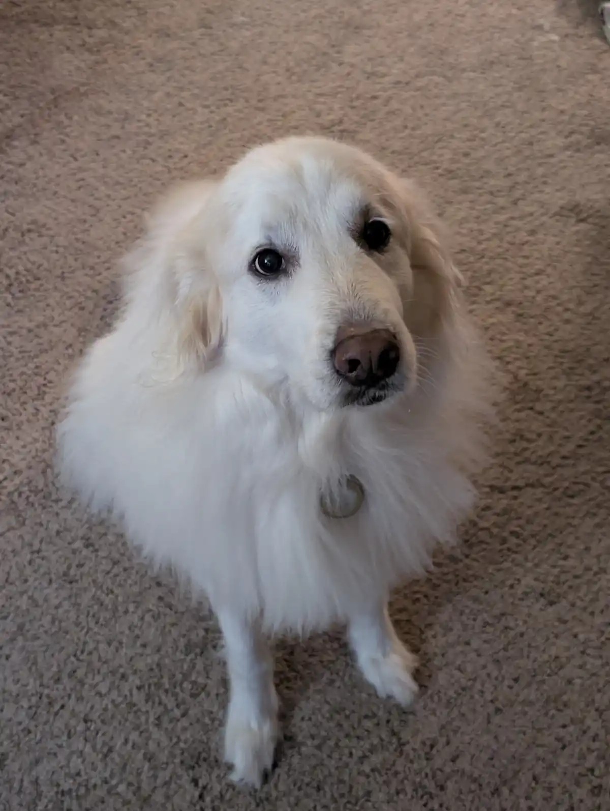 A fluffy white dog, likely a golden retriever, sits on a beige carpet looking up with large, pleading eyes. The dog has a…