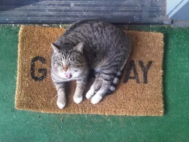 A gray tabby cat is lying curled up on a brown doormat that has the word 'GAY' printed on it in black letters. The cat is…