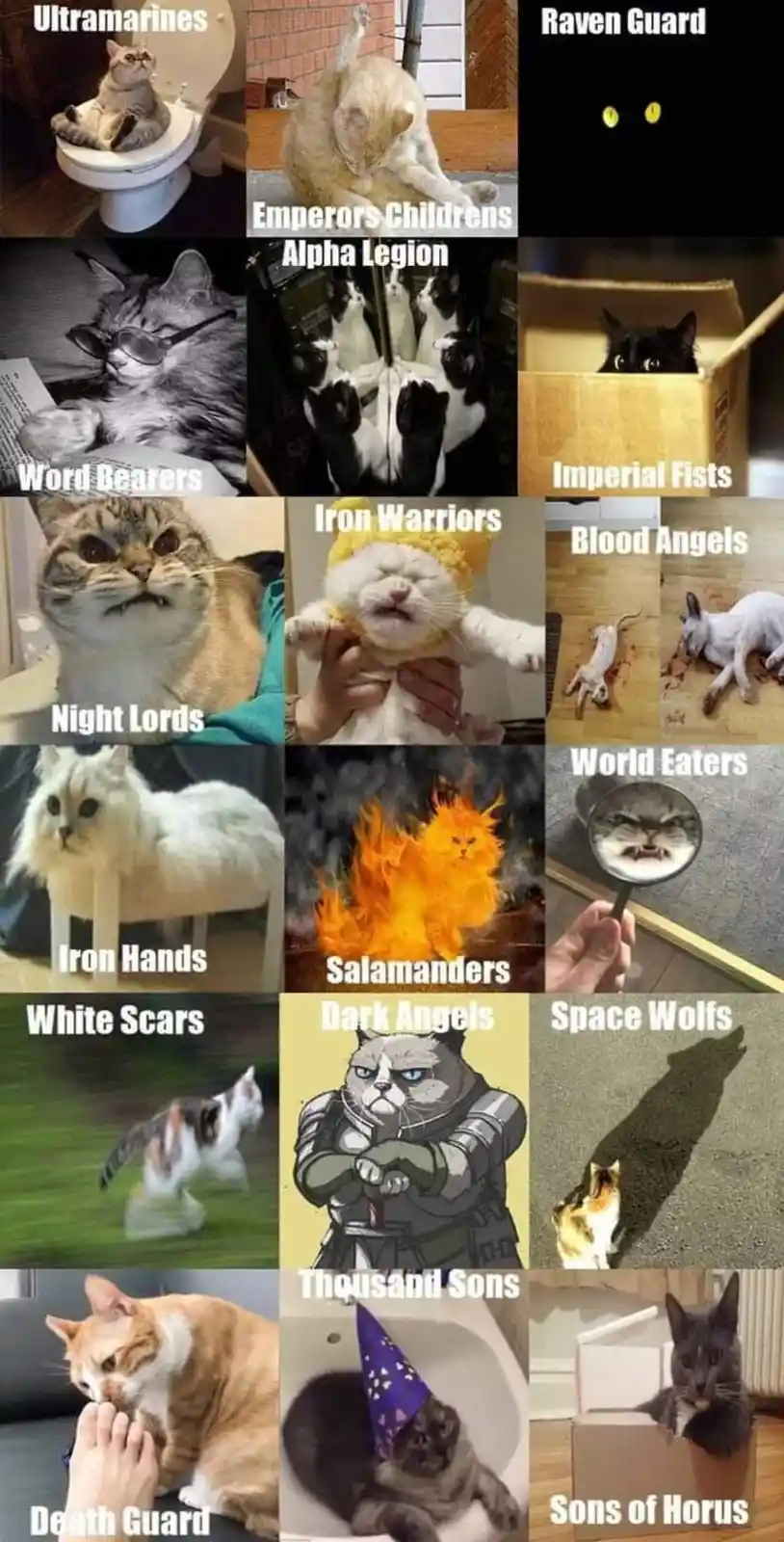 A grid of 16 images, each featuring a different cat in a specific pose or setting, labeled with names of Space Marine…