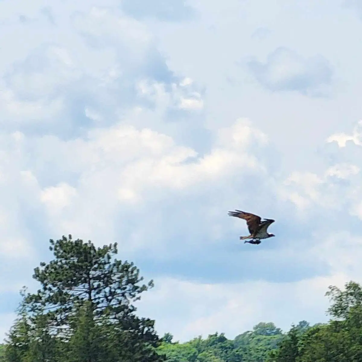 A large osprey is captured mid-flight against a partly cloudy sky, carrying a fish in its talons. Below, the tops of green…