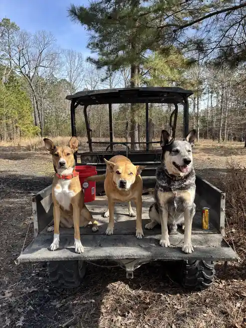 Three dogs sit in the bed of a utility vehicle in a wooded area, with a red bucket and a can of Ultra beer nearby. The dog…
