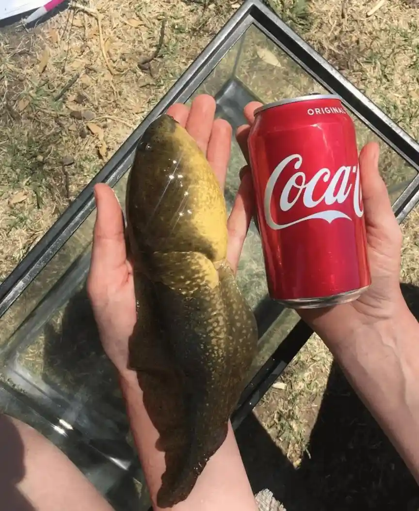 two hands hold a large, yellowish-brown bullfrog tadpole next to a standard red Coca-Cola can, visually comparing their…