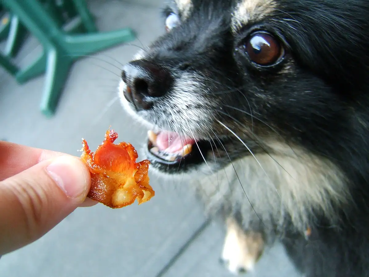 A close-up photo shows a small black and white dog with wide, eager eyes staring at a piece of crispy bacon held between a…