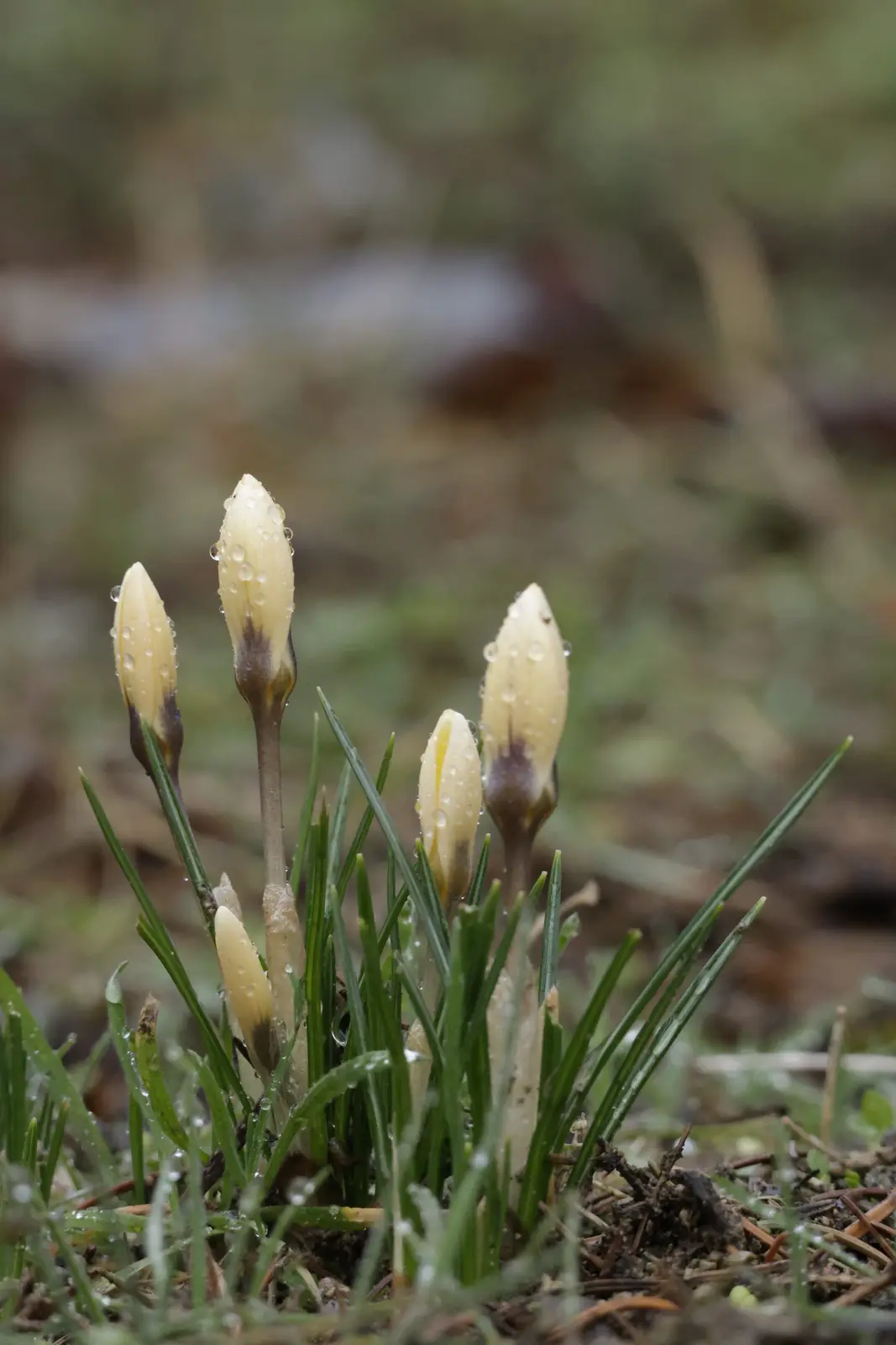 A close-up photo shows several pale yellow crocus flower buds emerging from green grass, covered in water droplets, with a…