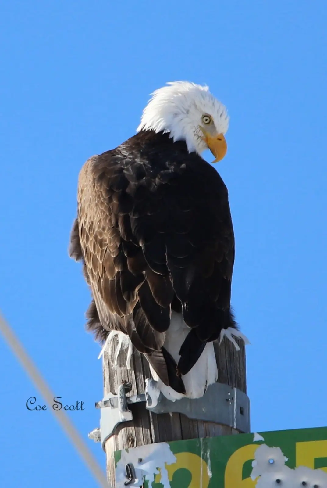 A bald eagle perched on a weathered wooden utility pole against a clear blue sky, its head turned to look back over its…