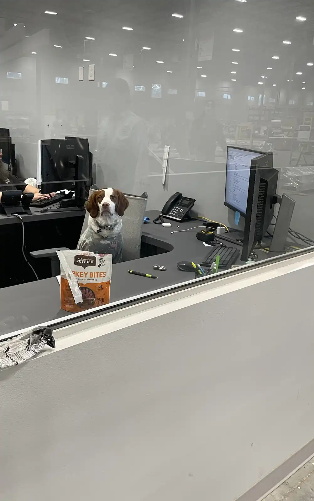 A brown and white dog sits upright in an office chair at a desk, surrounded by computer monitors, a phone, and office…