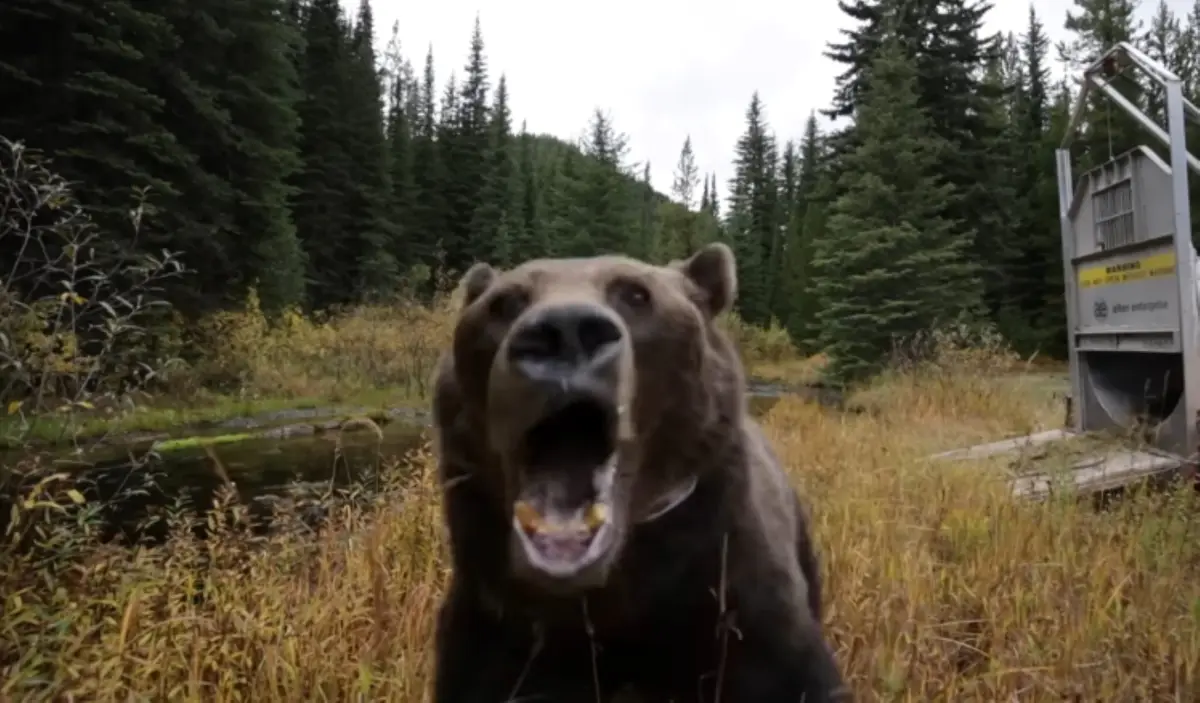 A brown bear is shown in a forest clearing, mouth wide open in an aggressive or startled expression, facing the camera…