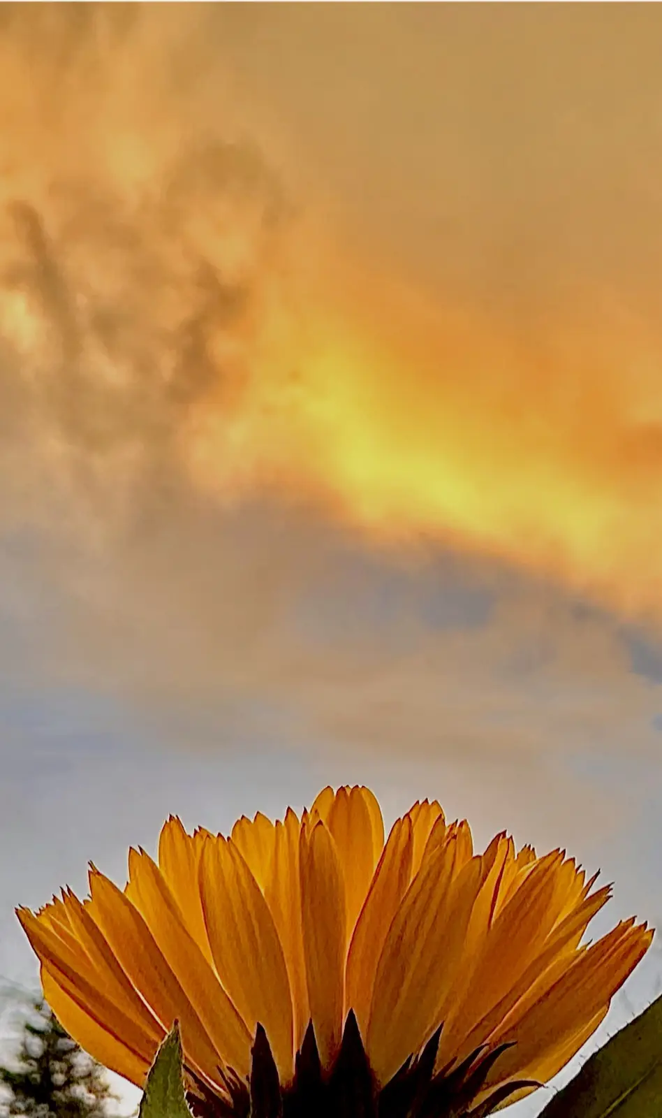 A close-up photo shows the top of a bright orange flower against a dramatic sky with warm yellow and orange clouds above and…