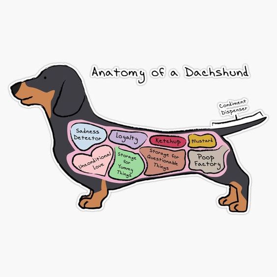 A cartoon dachshund is sliced open with labeled organs: 'Sadness Detector', 'Loyalty', 'Ketchup', 'Mustard', 'Unconditional…
