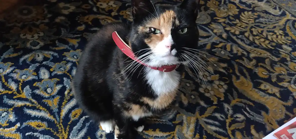 A calico cat with black, orange, and white fur sits on a patterned blue and gold rug, wearing a red collar and looking…