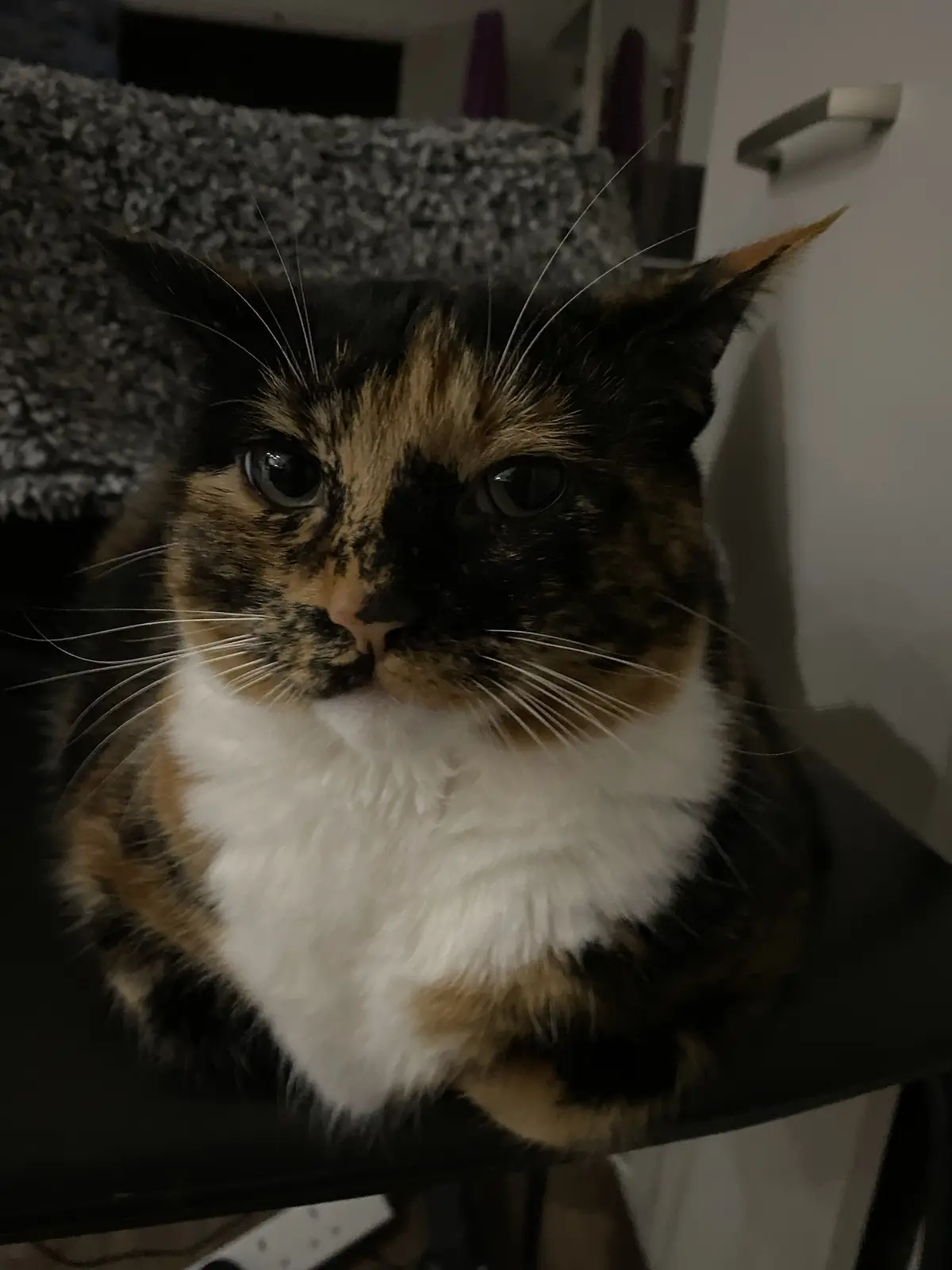A close-up photo of a calico cat with black, orange, and white fur sitting on a dark surface, looking directly at the camera…