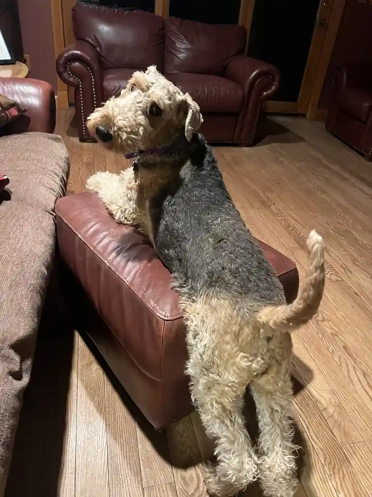 A scruffy, wiry-haired dog with a black-and-tan coat is perched on a brown leather ottoman in a living room, looking off to…