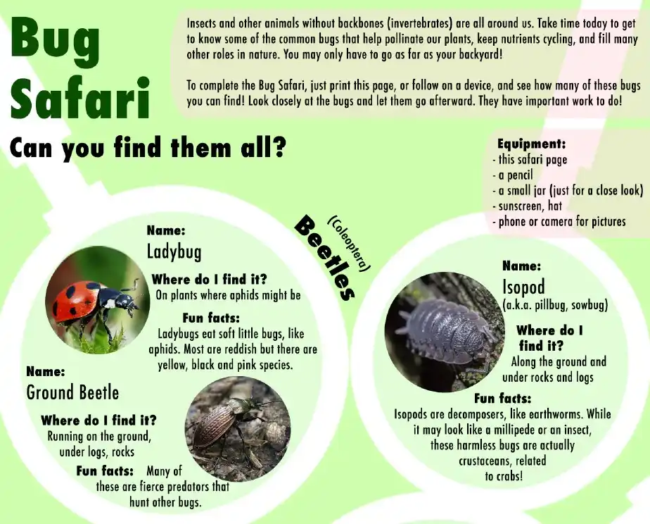 This educational infographic titled 'Bug Safari' invites viewers to find common insects in their backyard. It features…