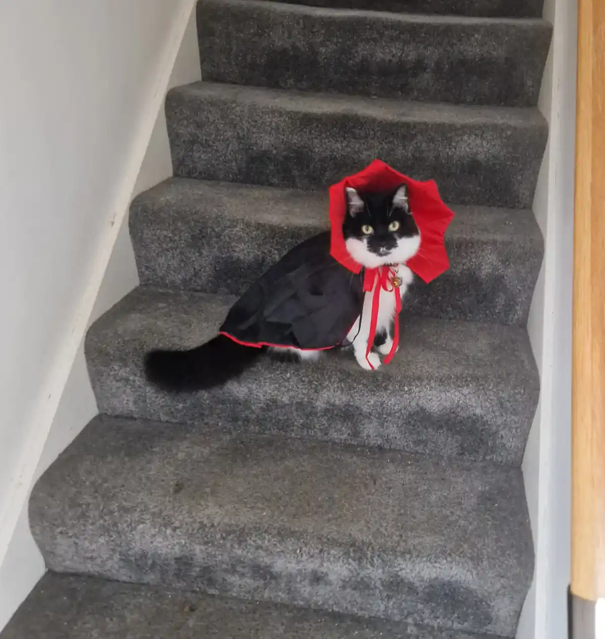 A black and white cat sits on a carpeted staircase wearing a black cape with a red hood and red ribbon, looking directly at…
