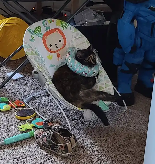 New baby arrives, and the cat is not having it