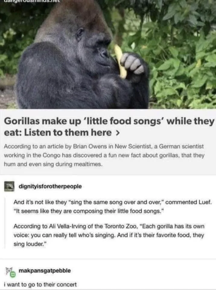 A photo of a gorilla holding a banana to its mouth, overlaid with a screenshot of a Reddit thread discussing how gorillas…