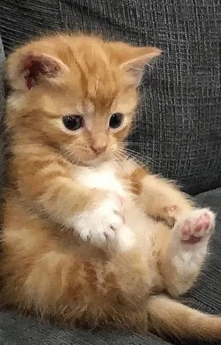a small orange tabby kitten with white paws sits on a dark gray couch, looking directly at the camera with large, innocent…