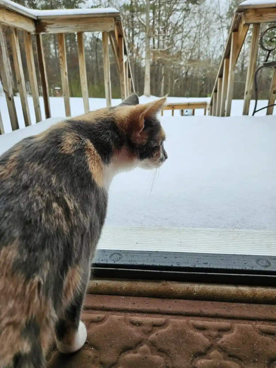 A calico cat stands on a brown rug inside, looking out a window at a snowy outdoor deck and yard. The cat's fur is a mix of…