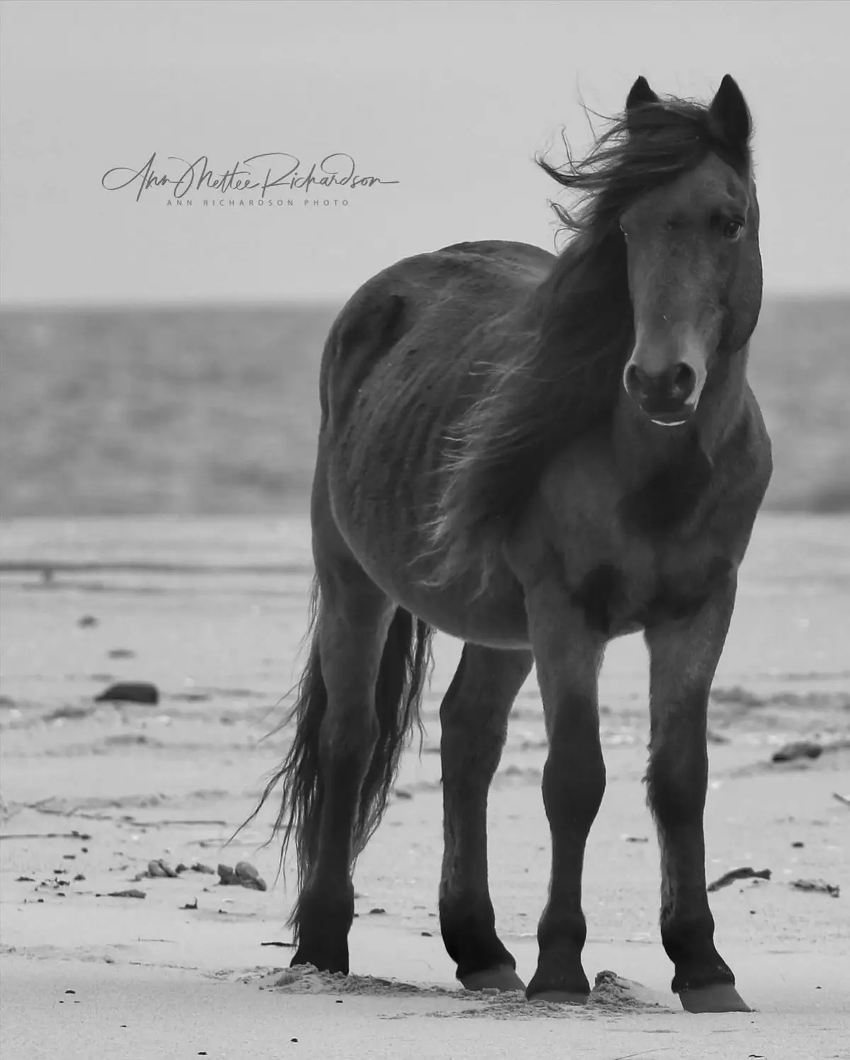 A black and white photograph shows a horse standing on a sandy beach, its mane blowing in the wind, looking directly at the…
