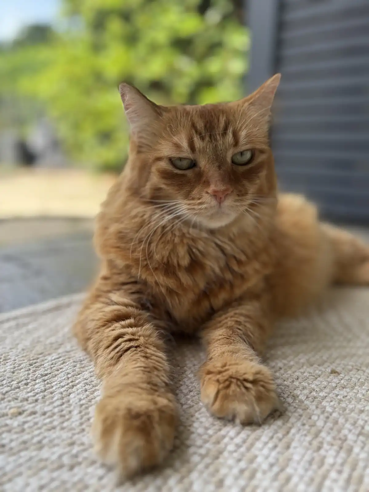 An orange tabby cat with a grumpy, half-lidded expression lies sprawled on a textured beige rug, looking directly at the…