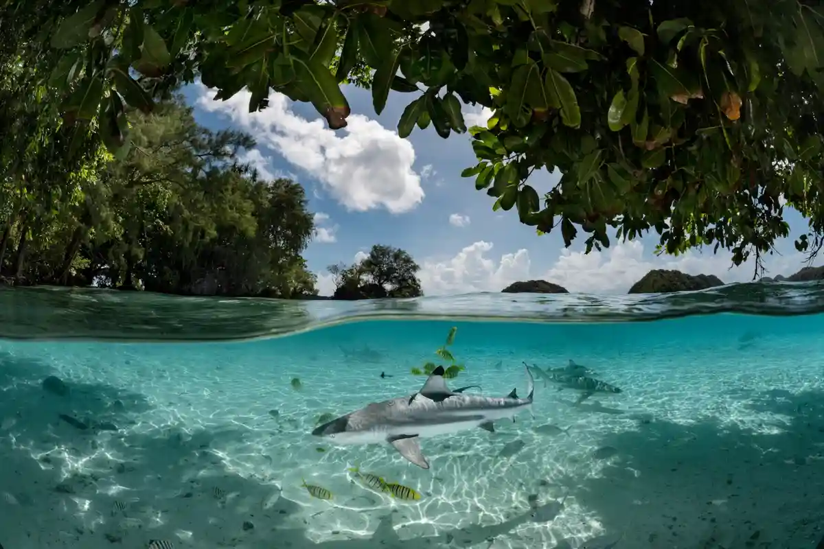 A split-level photograph shows a serene tropical scene with lush green trees framing the top half and clear turquoise water…