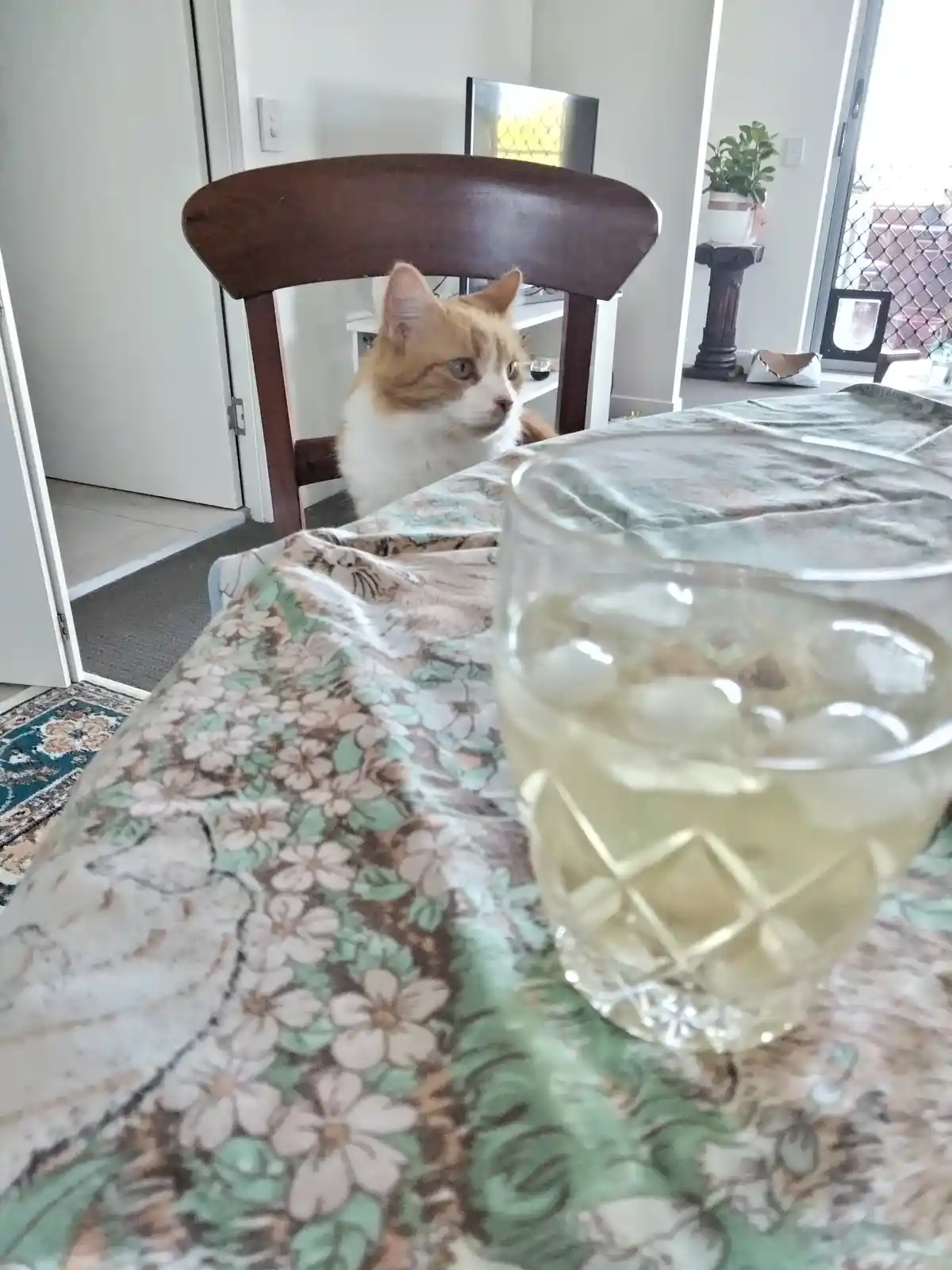 A calico cat sits on a wooden chair behind a floral tablecloth, looking sideways with a skeptical expression as a glass of…