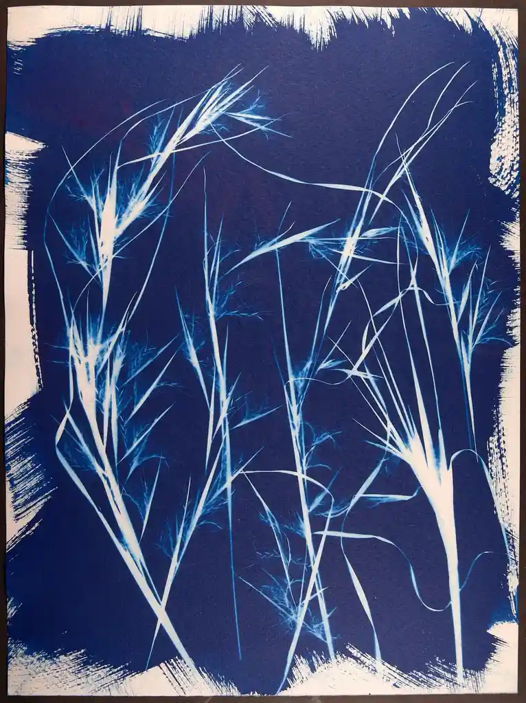 A cyanotype print shows delicate, light-blue silhouettes of tall grasses against a deep blue background, framed by rough…