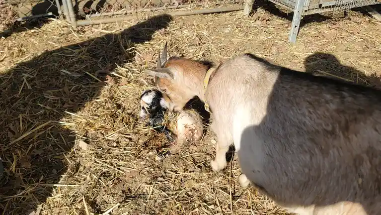 A brown adult goat with small horns and a patterned collar stands over a newborn black-and-white baby goat lying on…