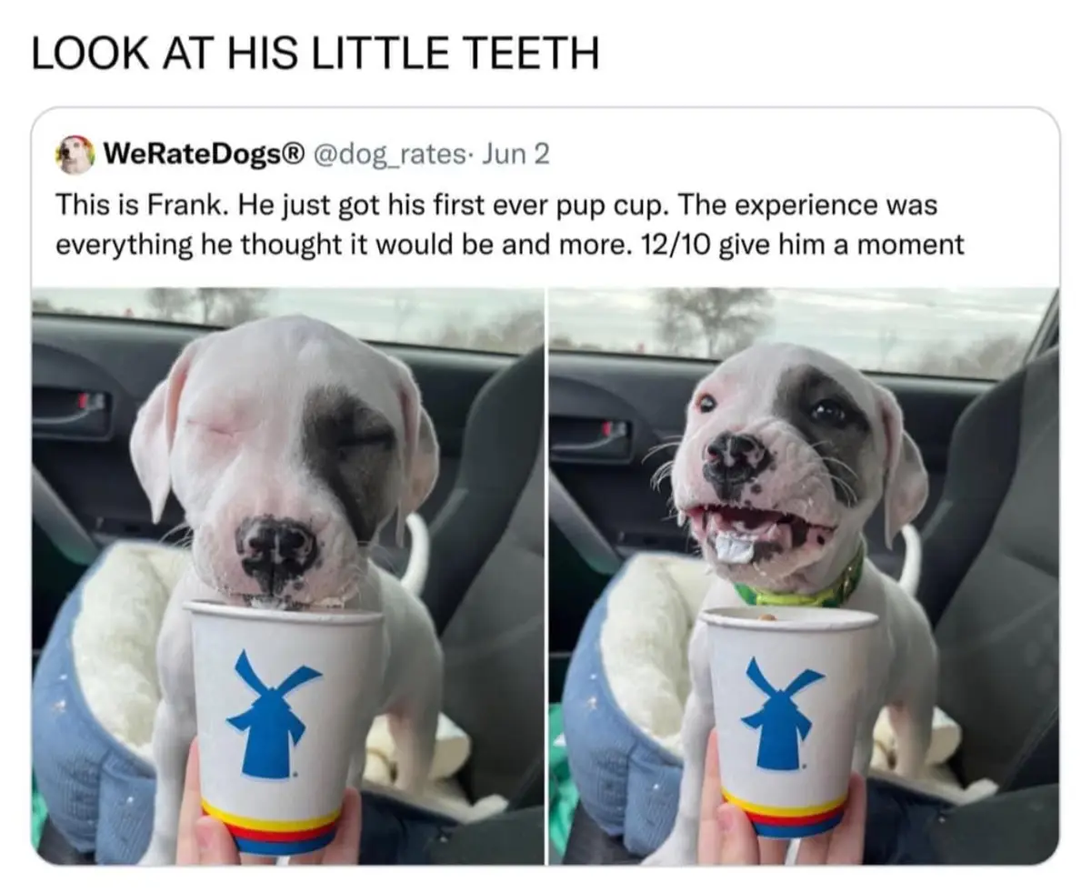 A split-screen image shows a white puppy with black markings drinking from a branded cup in a car. The left panel shows the…