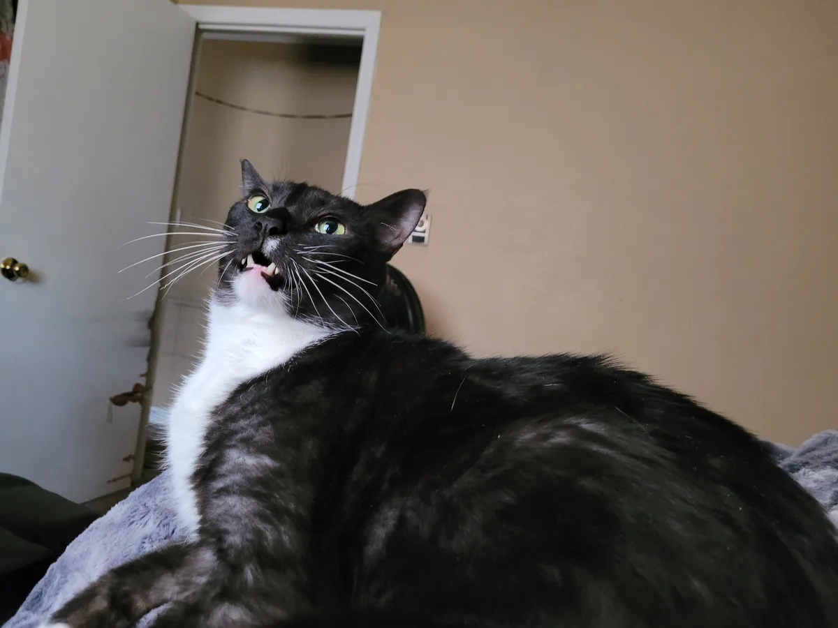 A black and white cat with green eyes is lying on a gray blanket, looking upward with its mouth open, showing teeth in a…