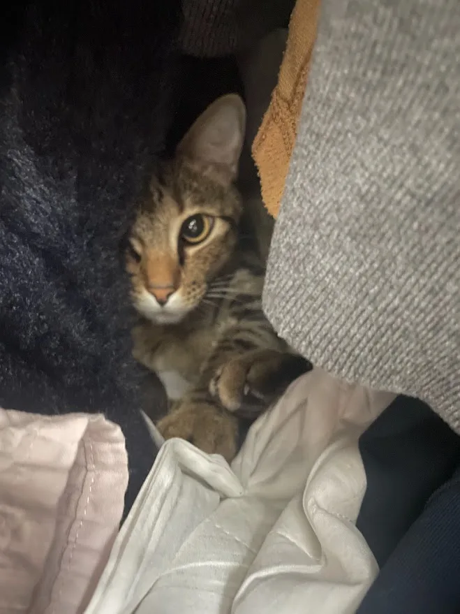 The Curious Cat in the Closet