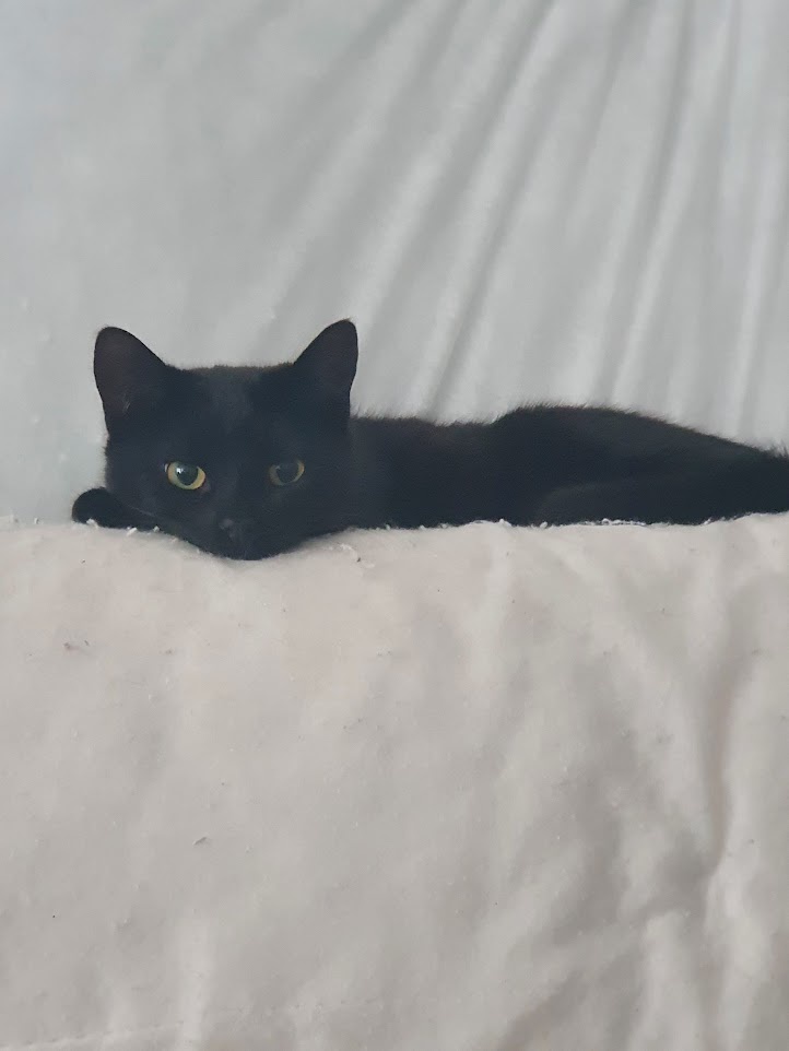 A black cat with bright yellow eyes is lying down on a white textured surface, looking directly at the camera with a calm…