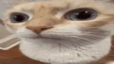 A Close-Up of a Cat's Big, Curious Eyes
