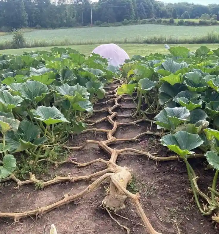 A field of large green squash plants with their vines sprawling across the dirt, forming a path that leads to a white dome…
