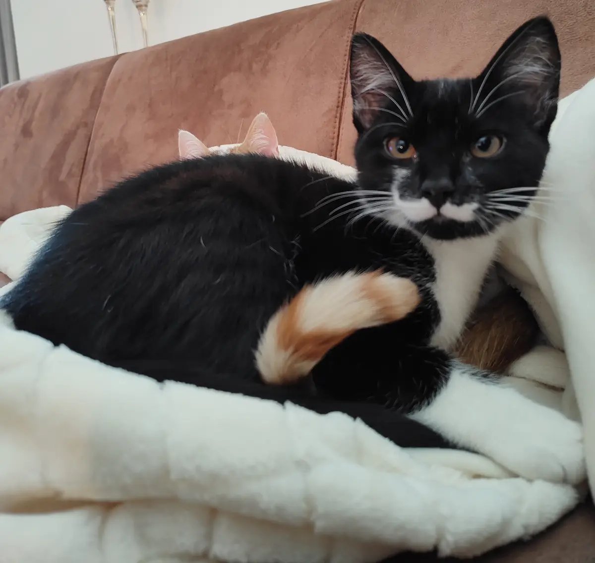 A black and white cat with orange markings is curled up on a white blanket on a brown couch, looking directly at the camera…
