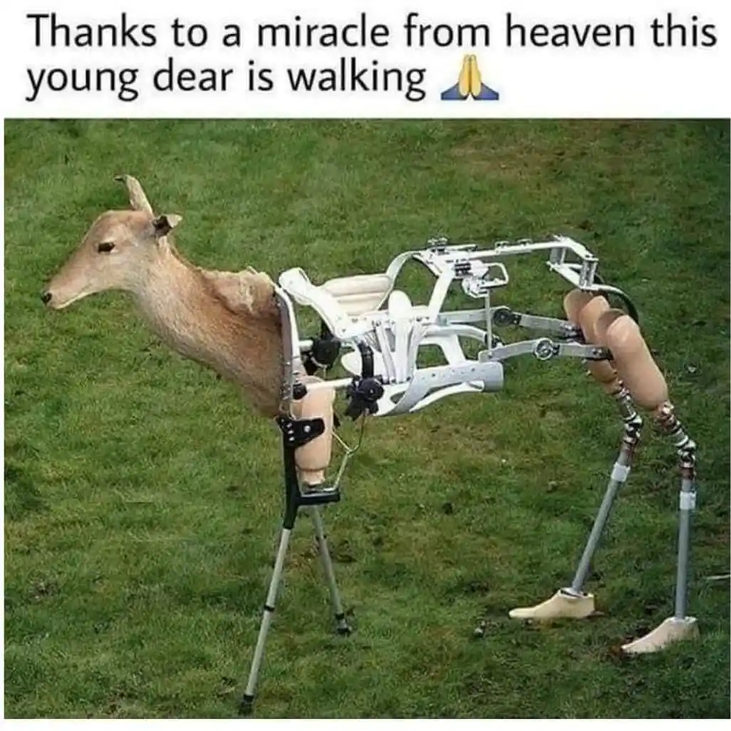 A young deer stands on a grassy field wearing an elaborate, white and metallic robotic exoskeleton that replaces its hind…
