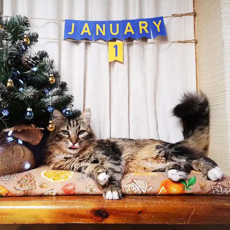 A fluffy tabby cat lounges on a festive cushion next to a decorated Christmas tree, with a blue banner reading 'JANUARY' and…