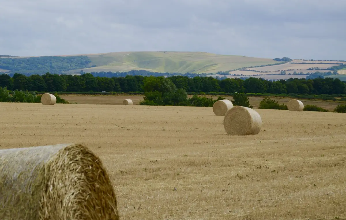 A wide shot of a harvested field with multiple large, round hay bales scattered across the golden stubble. In the…