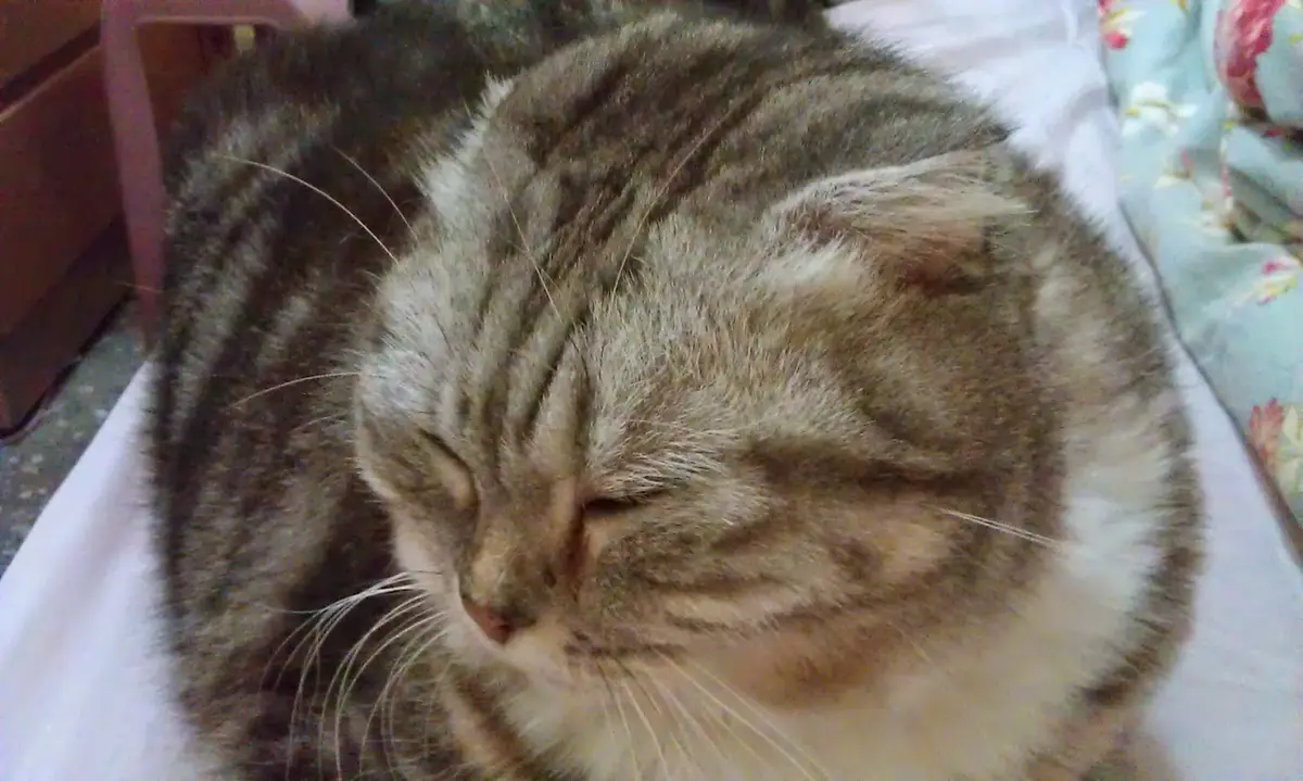 Another adorable cat moment