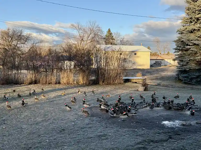 Embracing Our Quirky Family: Odd Ducks Unite!