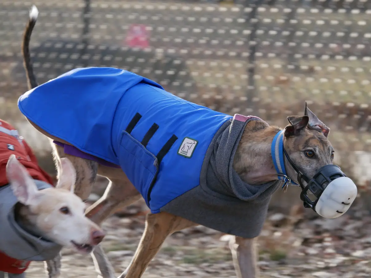 A greyhound in a blue and grey racing coat runs with a white face mask covering its snout, while another dog in a grey coat…